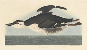 Uria Brunnichii, 1835. de Robert Havell