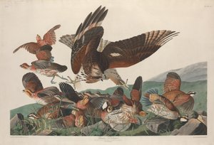 Perdiz da Virgínia, 1830. de Robert Havell