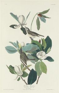 Papa-moscas Warbling, 1831. de Robert Havell