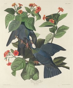 Pombo-de-coroa-branca, 1833. de Robert Havell
