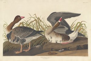 Ganso-de-testa-branca, 1836. de Robert Havell