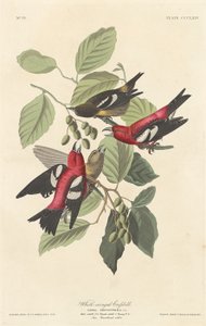 Bico cruzado de asas brancas, 1837. de Robert Havell