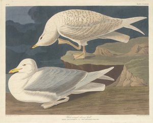 Gaivota prateada de asas brancas, 1835. de Robert Havell