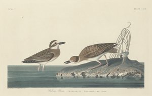 Tarambola de Wilson, 1834. de Robert Havell