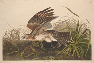 Falcão de Inverno, 1829. de Robert Havell
