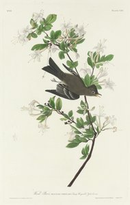 Wood Pewee, 1831. de Robert Havell
