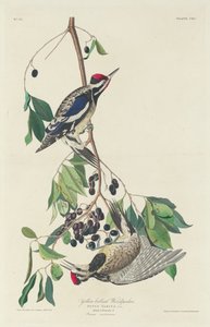 Pica-pau de barriga amarela, 1834. de Robert Havell