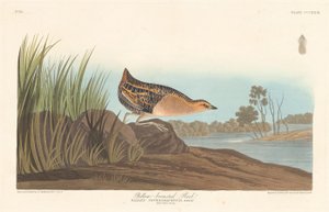 Trilho de peito amarelo, 1836. de Robert Havell