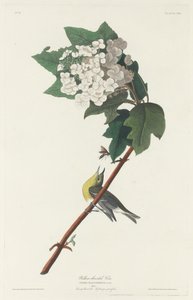 Vireo de garganta amarela, 1831. de Robert Havell