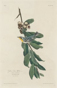 Toutinegra-de-garganta-amarela, 1830. de Robert Havell