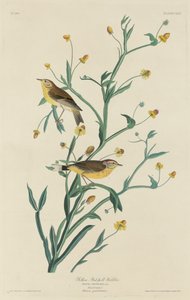 Toutinegra-vermelha amarela, 1832. de Robert Havell