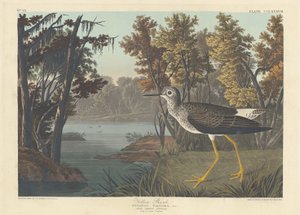Perna Amarela, 1836. de Robert Havell