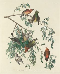 Bico cruzado americano de Robert Havell after John James Audubon