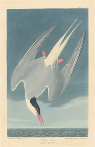 Andorinha do mar ártica de Robert Havell after John James Audubon