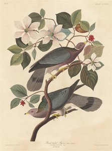 Pombo-de-rabo-de-faixa de Robert Havell after John James Audubon
