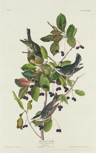 Toutinegra-de-piscina-preta de Robert Havell after John James Audubon