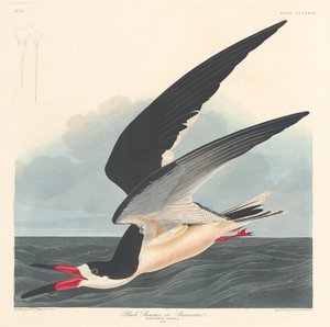 Escumadeira preta de Robert Havell after John James Audubon