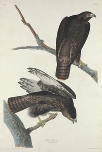 Guerreiro preto de Robert Havell after John James Audubon