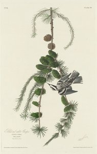 Trepadeira preto e branco de Robert Havell after John James Audubon