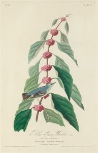 Toutinegra azul-verde de Robert Havell after John James Audubon