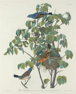 Bicudo Azul de Robert Havell after John James Audubon