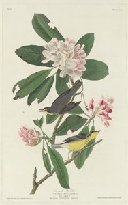 Toutinegra do Canadá de Robert Havell after John James Audubon