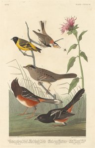 Tentilhão de cor castanha, Siskin-de-cabeça-preta, estamenha-de-coroa-preta e tentilhão-do-ártico