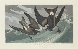 Petrel de cauda bifurcada de Robert Havell after John James Audubon
