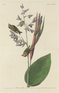 Carriça de crista dourada de Robert Havell after John James Audubon