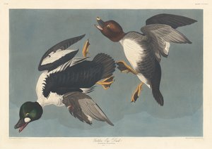 Pato Olho Dourado de Robert Havell after John James Audubon