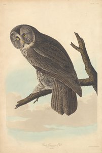 Grande Coruja Cinérea de Robert Havell after John James Audubon