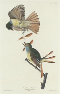Grande Papa-moscas com crista de Robert Havell after John James Audubon