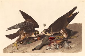 Grande Falcão de Pés de Robert Havell after John James Audubon