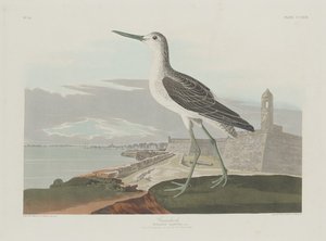 Perna-Verde de Robert Havell after John James Audubon
