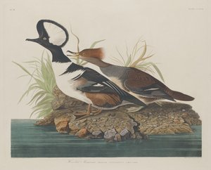 merganso com capuz de Robert Havell after John James Audubon