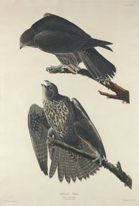 Labrador Falcão de Robert Havell after John James Audubon