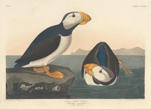 Puffin de bico grande