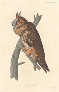 Coruja de orelhas compridas de Robert Havell after John James Audubon