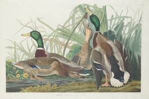 Pato-real de Robert Havell after John James Audubon
