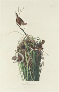 Carriça do pântano de Robert Havell after John James Audubon