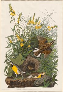 Cotovia do Prado de Robert Havell after John James Audubon