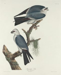 Pipa do Mississippi de Robert Havell after John James Audubon