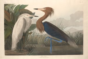 Garça Roxa de Robert Havell after John James Audubon