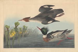 Merganso de peito vermelho de Robert Havell after John James Audubon