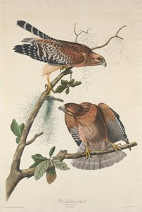 Falcão de Ombros Vermelhos