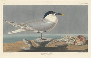 Sanduíche de andorinha de Robert Havell after John James Audubon