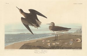 O maçarico de Schinz de Robert Havell after John James Audubon