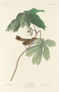 Pardal do Pântano de Robert Havell after John James Audubon
