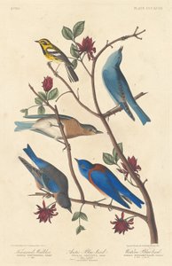 Toutinegra de Townsend, pássaro azul do Ártico e pássaro azul ocidental