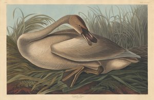 Cisne Trompetista de Robert Havell after John James Audubon